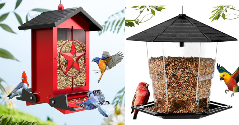 Bird Seed Feeders Top Picks for Attracting Wild Birds to Your Yard